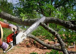 Best Tree Maintenance Programs  in Timberline Fernwood, AZ