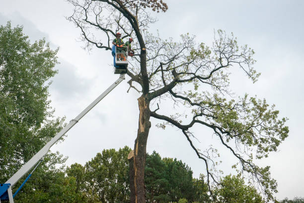 Best Commercial Tree Services  in Timberline Fernwood, AZ