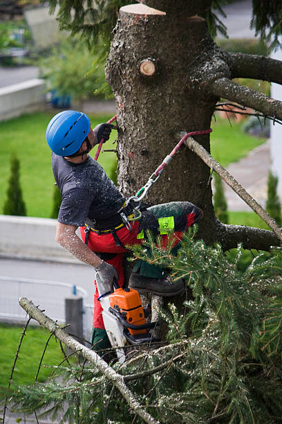 Timberline Fernwood, AZ Tree Care Services Company