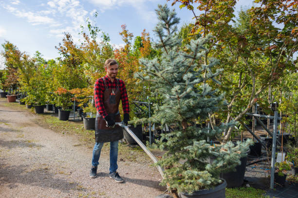 Best Stump Grinding and Removal  in Timberline Fernwood, AZ