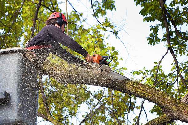 Best Tree Health Inspection  in Timberline Fernwood, AZ